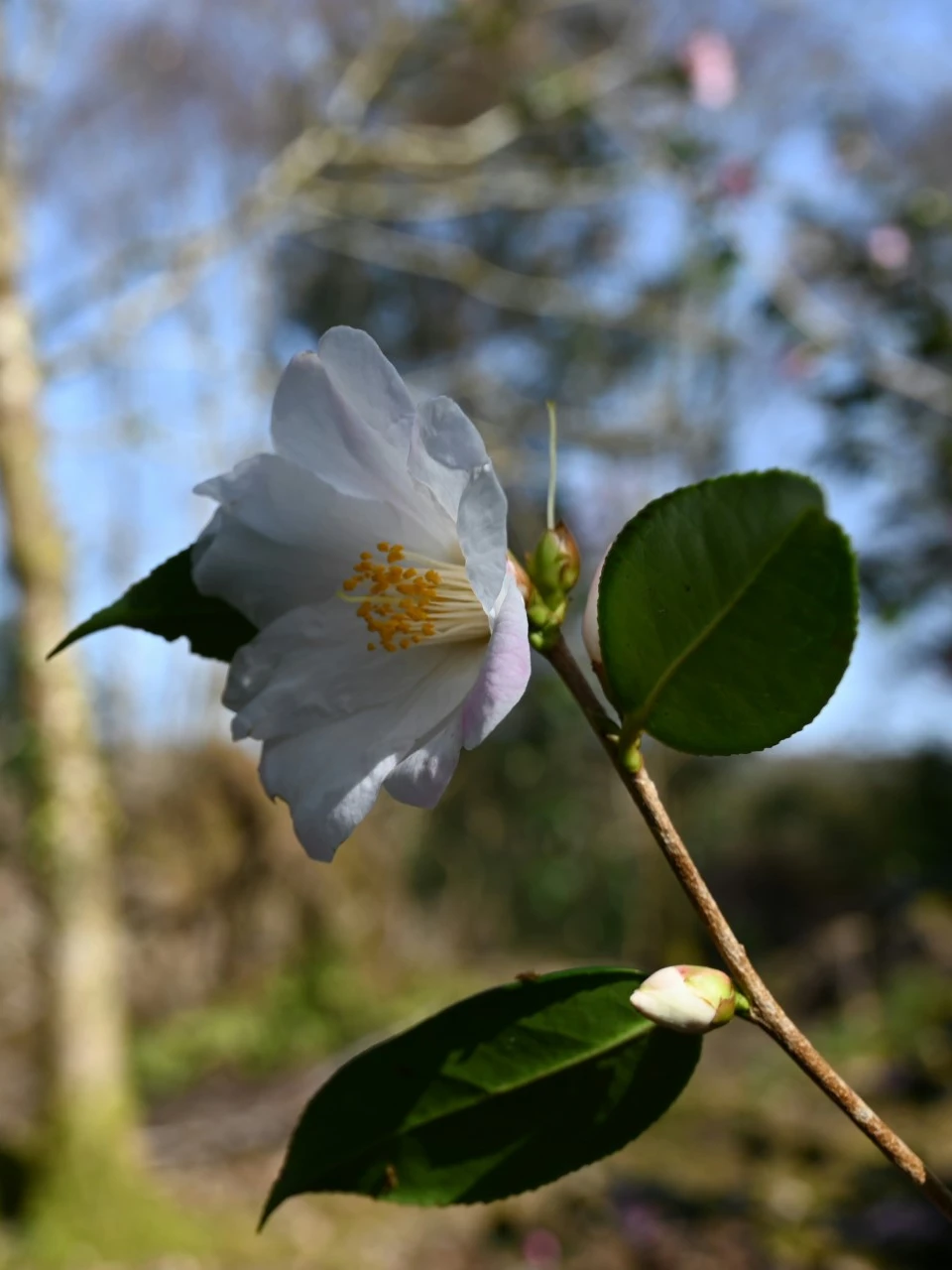 C. 'Cornish Snow'